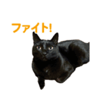 バロンとジジとオトは仲良し（個別スタンプ：7）