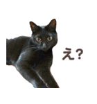 バロンとジジとオトは仲良し（個別スタンプ：8）