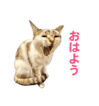 バロンとジジとオトは仲良し（個別スタンプ：12）