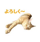 バロンとジジとオトは仲良し（個別スタンプ：13）