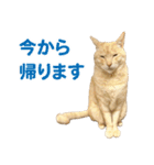 バロンとジジとオトは仲良し（個別スタンプ：15）
