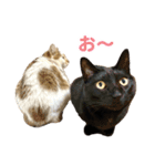 バロンとジジとオトは仲良し（個別スタンプ：17）