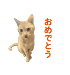 バロンとジジとオトは仲良し（個別スタンプ：22）