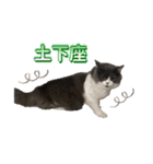 ぽぽもっく（個別スタンプ：9）