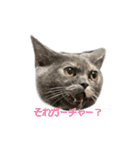 ぽぽもっく（個別スタンプ：21）
