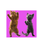 ⚫猫ミーム【踊る】【ダンス】【多い猫】（個別スタンプ：1）