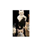 ⚫猫ミーム【踊る】【ダンス】【多い猫】（個別スタンプ：2）