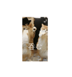 ⚫猫ミーム【踊る】【ダンス】【多い猫】（個別スタンプ：7）