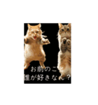 ⚫猫ミーム【踊る】【ダンス】【多い猫】（個別スタンプ：14）