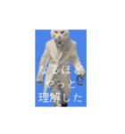 ⚫猫ミーム【踊る】【ダンス】【多い猫】（個別スタンプ：17）