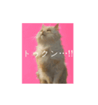 ⚫猫ミーム【踊る】【ダンス】【多い猫】（個別スタンプ：20）