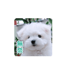 面白いマルタの顔文字（個別スタンプ：1）
