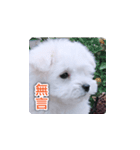 面白いマルタの顔文字（個別スタンプ：2）
