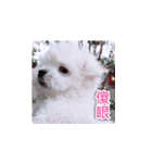 面白いマルタの顔文字（個別スタンプ：3）