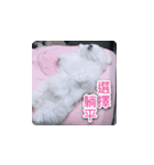 面白いマルタの顔文字（個別スタンプ：5）