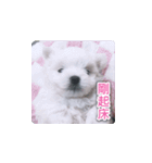 面白いマルタの顔文字（個別スタンプ：6）