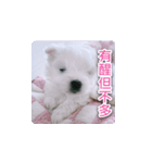 面白いマルタの顔文字（個別スタンプ：7）