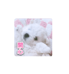 面白いマルタの顔文字（個別スタンプ：8）