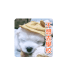 面白いマルタの顔文字（個別スタンプ：9）