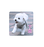 面白いマルタの顔文字（個別スタンプ：13）