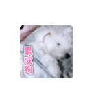 面白いマルタの顔文字（個別スタンプ：14）