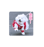 面白いマルタの顔文字（個別スタンプ：15）