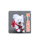 面白いマルタの顔文字（個別スタンプ：16）