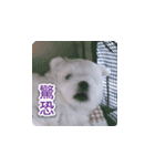面白いマルタの顔文字（個別スタンプ：17）