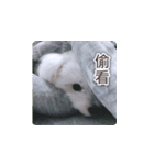 面白いマルタの顔文字（個別スタンプ：19）