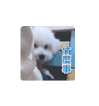 面白いマルタの顔文字（個別スタンプ：20）