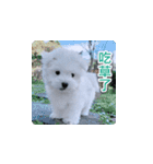 面白いマルタの顔文字（個別スタンプ：21）