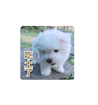 面白いマルタの顔文字（個別スタンプ：22）