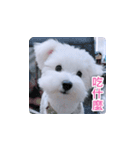 面白いマルタの顔文字（個別スタンプ：23）