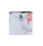 面白いマルタの顔文字（個別スタンプ：26）