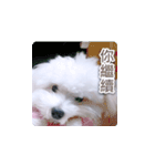 面白いマルタの顔文字（個別スタンプ：27）