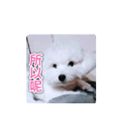 面白いマルタの顔文字（個別スタンプ：28）