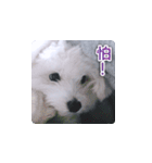 面白いマルタの顔文字（個別スタンプ：29）
