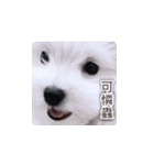 面白いマルタの顔文字（個別スタンプ：30）