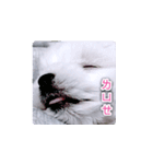 面白いマルタの顔文字（個別スタンプ：31）