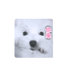 面白いマルタの顔文字（個別スタンプ：32）