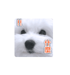 面白いマルタの顔文字（個別スタンプ：33）