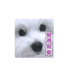 面白いマルタの顔文字（個別スタンプ：34）