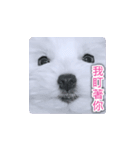 面白いマルタの顔文字（個別スタンプ：35）
