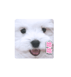 面白いマルタの顔文字（個別スタンプ：36）