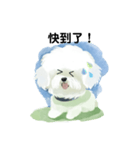 Bichon Frize Smile (台湾ver)（個別スタンプ：7）