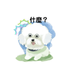 Bichon Frize Smile (台湾ver)（個別スタンプ：8）