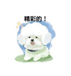 Bichon Frize Smile (台湾ver)（個別スタンプ：11）