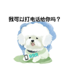 Bichon Frize Smile (台湾ver)（個別スタンプ：12）