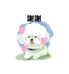 Bichon Frize Smile (台湾ver)（個別スタンプ：15）