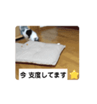 動く チワワの麻呂くん♡【丁寧語】（個別スタンプ：16）